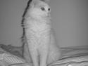 Tyrkisk Angora Eros