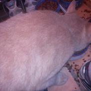 Blanding af racer Mickey