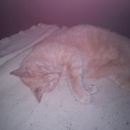 Blanding af racer Mickey