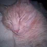 Blanding af racer Mickey