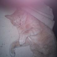 Blanding af racer Mickey