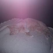 Blanding af racer Mickey