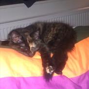 Blanding af racer Pusle