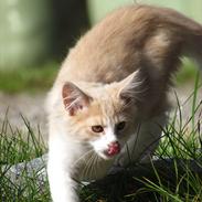 Blanding af racer Tristan