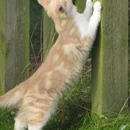 Blanding af racer Tristan