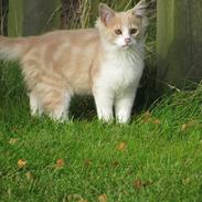 Blanding af racer Tristan