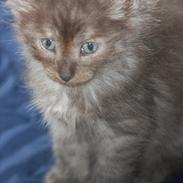 Maine Coon Lucifer