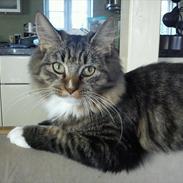 Blanding af racer Keira