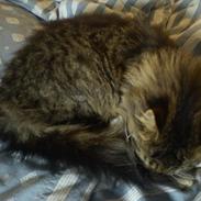 Blanding af racer Keira