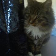 Blanding af racer Keira