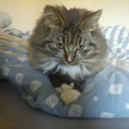 Blanding af racer Keira