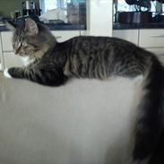 Blanding af racer Keira