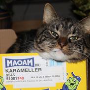 Blanding af racer Gizmo