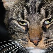 Blanding af racer Gizmo