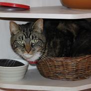 Blanding af racer Gizmo