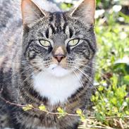 Blanding af racer Gizmo