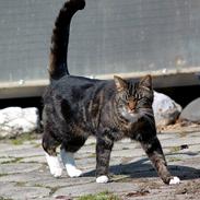 Blanding af racer Gizmo