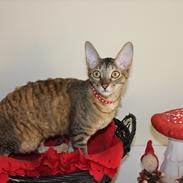 Cornish Rex Pixiepaws Buick Invicta *Tekop*