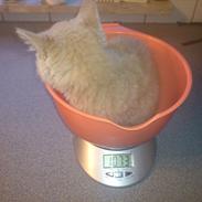 Blanding af racer cream (bølle)