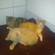 Blanding af racer cream (bølle)