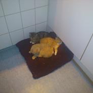 Blanding af racer cream (bølle)