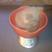 Blanding af racer cream (bølle)