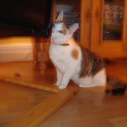 Blanding af racer ChiChi