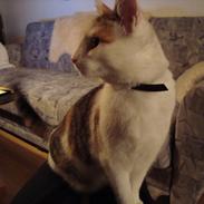 Blanding af racer ChiChi