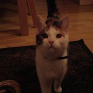 Blanding af racer ChiChi