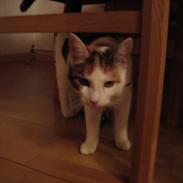 Blanding af racer ChiChi