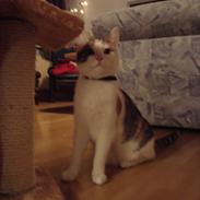 Blanding af racer ChiChi