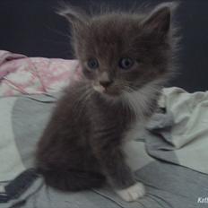 Blanding af racer Frans