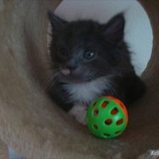 Blanding af racer Frans