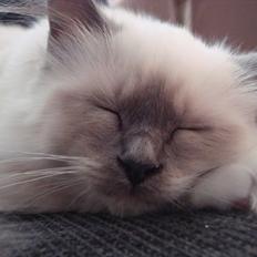 Hellig Birma Sabatini's Iaddix D' Trix