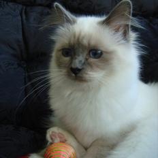 Hellig Birma Sabatini's Iaddix D' Trix