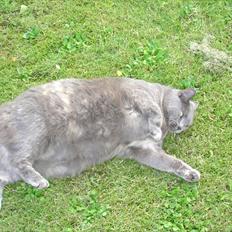 Blanding af racer Mathilda