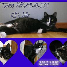 Norsk Skovkat Tantus KitKat Død den 11-10-2011