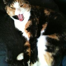 Blanding af racer Musling