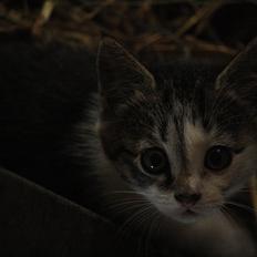 Blanding af racer STELLA<3 *Sov sødt :-'(*