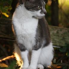 Blanding af racer MILLE<3 *Sov sødt! :'(*