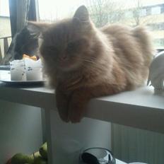 Blanding af racer Elvis