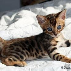Bengal Faunas