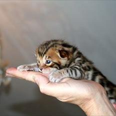 Bengal Faunas