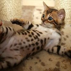 Bengal Faunas