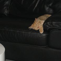 Blanding af racer Valdemar