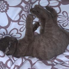 Blanding af racer Cookie