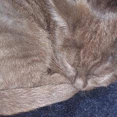 Blanding af racer Cookie