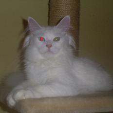 Maine Coon dk moshead bianca 