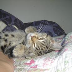 Huskat Tiger (DANSK UDTALE)