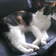 Blanding af racer Miss